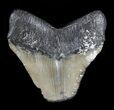 Fossil Megalodon Tooth - Feeding Damaged Tip #53029-1